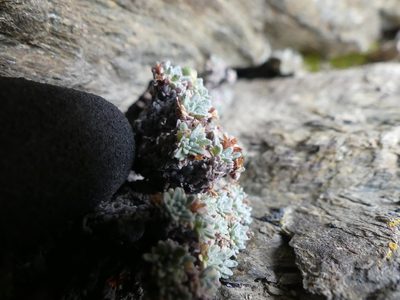 Androsace argentea, photographed by Valentin Moser