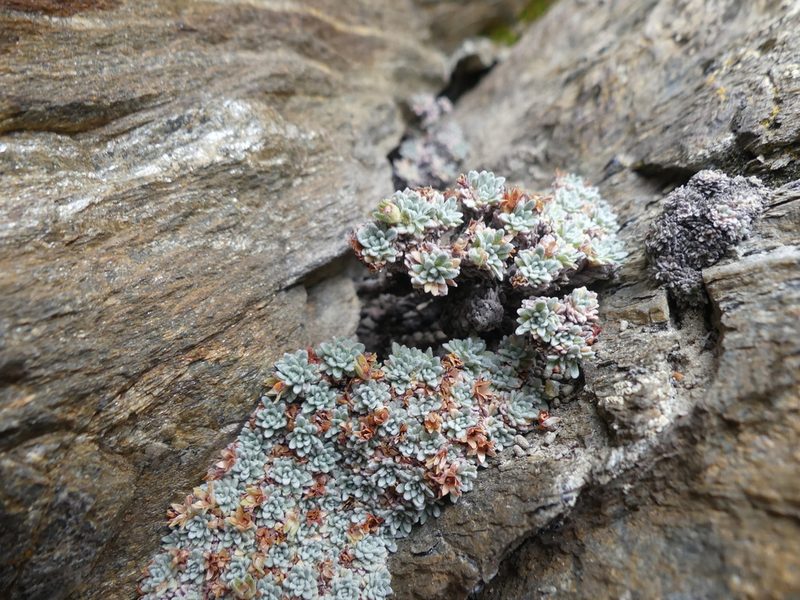 Androsace argentea, photographed by Valentin Moser