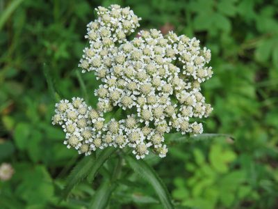 Achillea alpina, photographed by Erin Springinotic