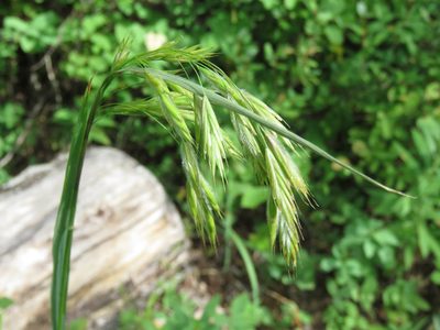 Bromus ciliatus, photographed by Erin Springinotic