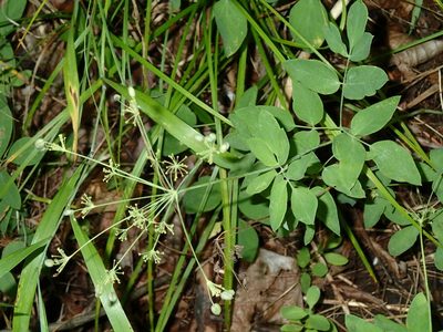 Taenidia integerrima, photographed by Katherine Baird