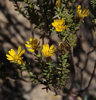 Oedera sedifolia, photographed by Tony Rebelo