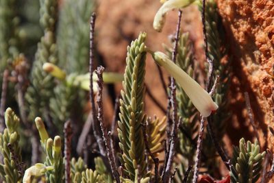 Erica maximilianii, photographed by Tony Rebelo