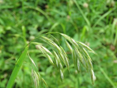 Bromus ciliatus, photographed by Erin Springinotic
