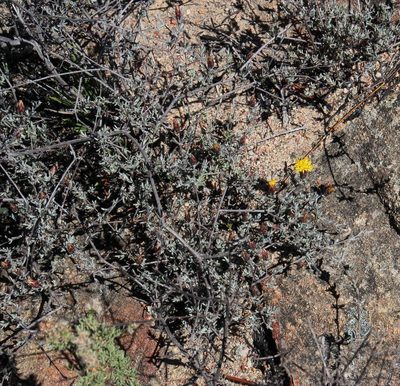 Pteronia cinerea, photographed by Tony Rebelo