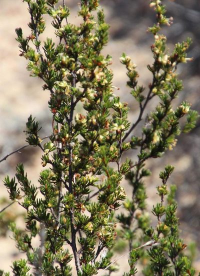Cliffortia teretifolia, photographed by Tony Rebelo