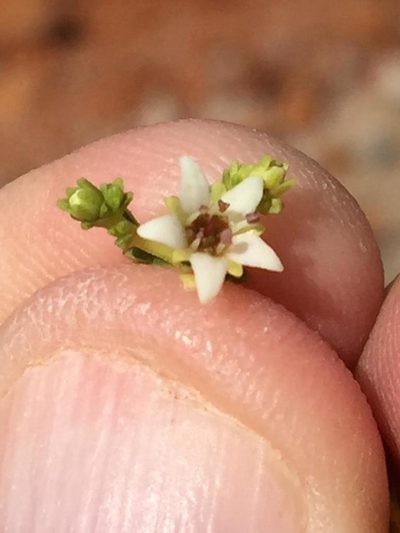 Diosma recurva, photographed by Dave U