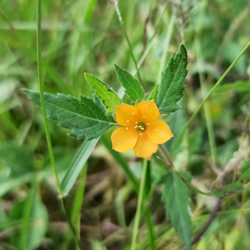 Mentzelia aspera, photographed by Juan Carlos Fonseca Mata