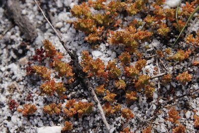 Crassula glomerata, photographed by Tony Rebelo