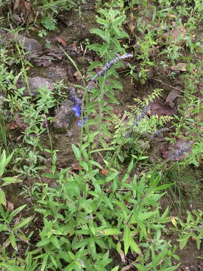 Salvia helianthemifolia, photographed by Erick Vélez Sánchez