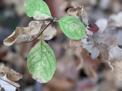 Symphoricarpos mollis, photographed by elonicera