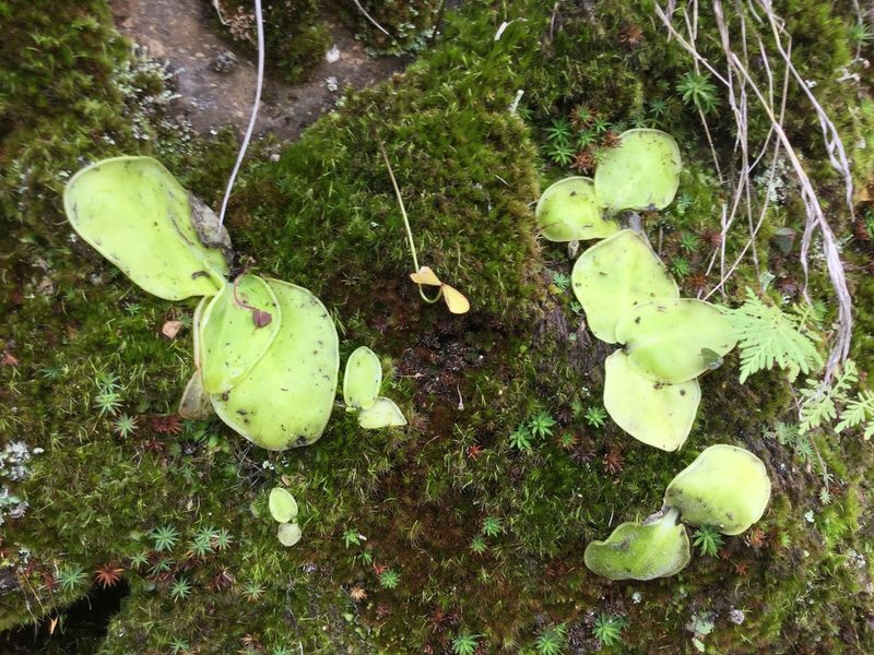 Pinguicula acuminata, photographed by Erick Vélez Sánchez