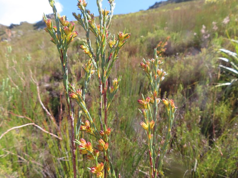Penaea micrantha, photographed by linkie