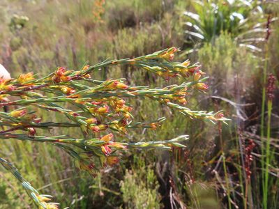 Penaea micrantha, photographed by linkie