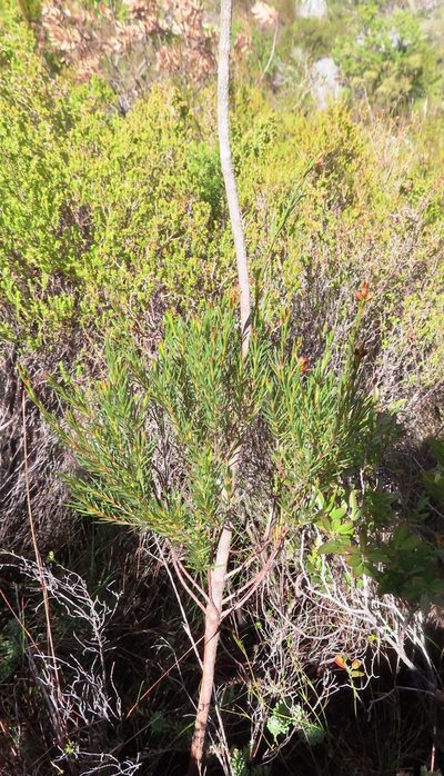 Penaea micrantha, photographed by linkie