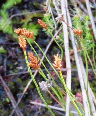 Microschizaea tenella, photographed by linkie
