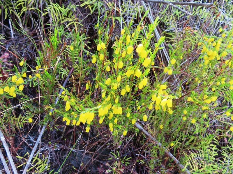 Erica campanularis, photographed by linkie