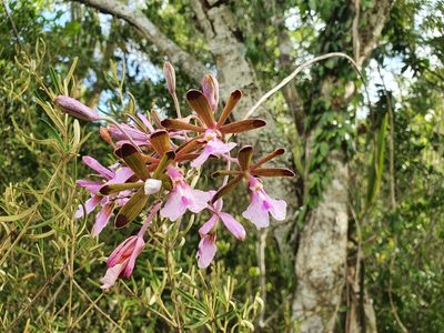 Psychilis atropurpurea, photographed by Yolanda M. Leon