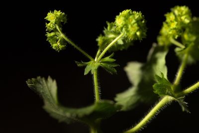 Alchemilla propinqua, photographed by Вячеслав Юсупов