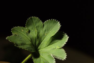 Alchemilla sibirica, photographed by Вячеслав Юсупов