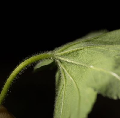 Alchemilla sibirica, photographed by Вячеслав Юсупов