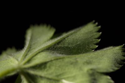 Alchemilla sibirica, photographed by Вячеслав Юсупов