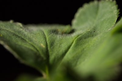 Alchemilla sibirica, photographed by Вячеслав Юсупов