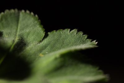 Alchemilla sibirica, photographed by Вячеслав Юсупов