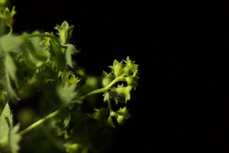 Alchemilla sibirica, photographed by Вячеслав Юсупов