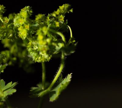 Alchemilla sibirica, photographed by Вячеслав Юсупов