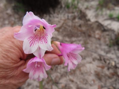 Gladiolus hirsutus, photographed by linkie