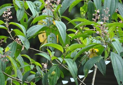 Miconia subcrustulata, photographed by Emily Franzen