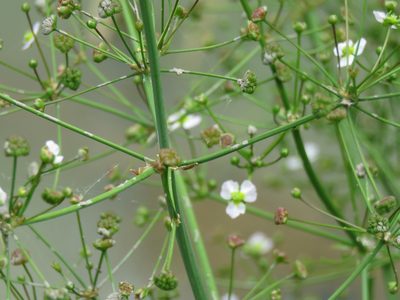 Alisma triviale, photographed by Erin Springinotic