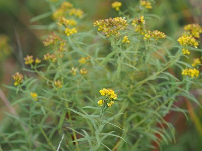 Euthamia graminifolia, photographed by mefisher