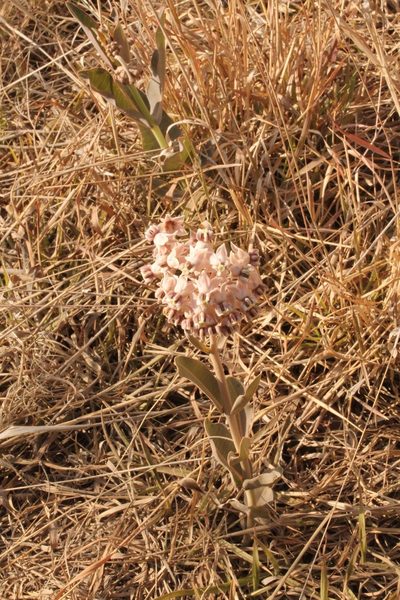 Asclepias elata, photographed by Viacheslav Shalisko