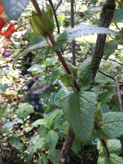 Lamourouxia macrantha, photographed by Erick Vélez Sánchez