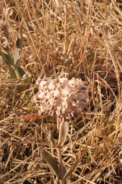 Asclepias elata, photographed by Viacheslav Shalisko