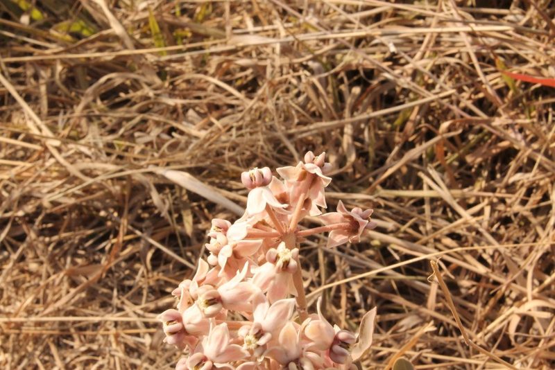 Asclepias elata, photographed by Viacheslav Shalisko
