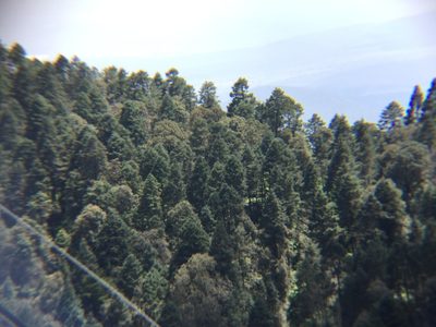 Abies religiosa, photographed by Erick Vélez Sánchez