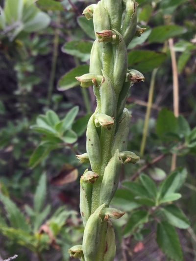 Galeottiella sarcoglossa, photographed by Erick Vélez Sánchez