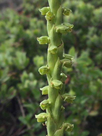 Galeottiella sarcoglossa, photographed by Erick Vélez Sánchez