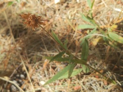 Trifolium longipes, photographed by Zoltán Stekkelpak