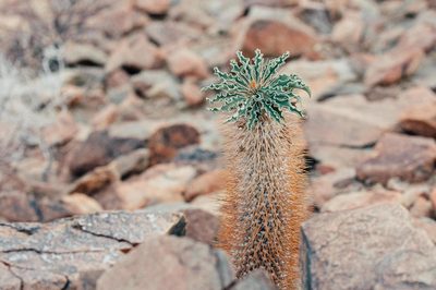 Pachypodium namaquanum, photographed by magriet b