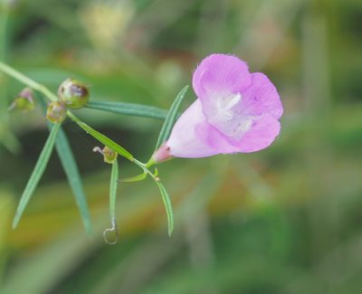 Agalinis purpurea, photographed by mefisher