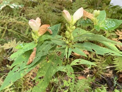 Chelone glabra, photographed by Kathy Richardson