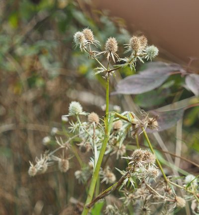 Eryngium aquaticum, photographed by mefisher
