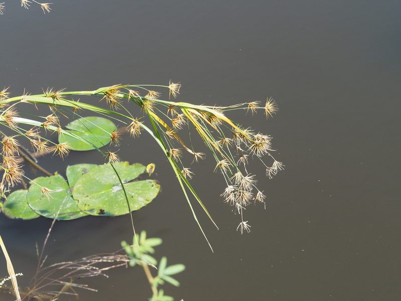 Rhynchospora macrostachya, photographed by mefisher