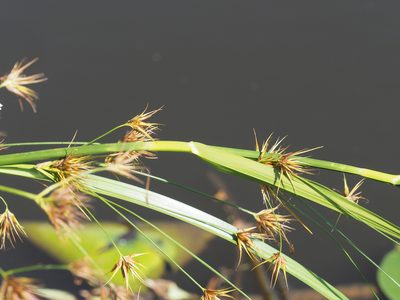 Rhynchospora macrostachya, photographed by mefisher