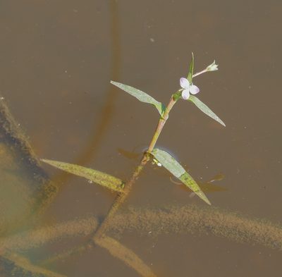 Murdannia keisak, photographed by mefisher