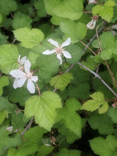 Rubus microphyllus, photographed by Eric Knight